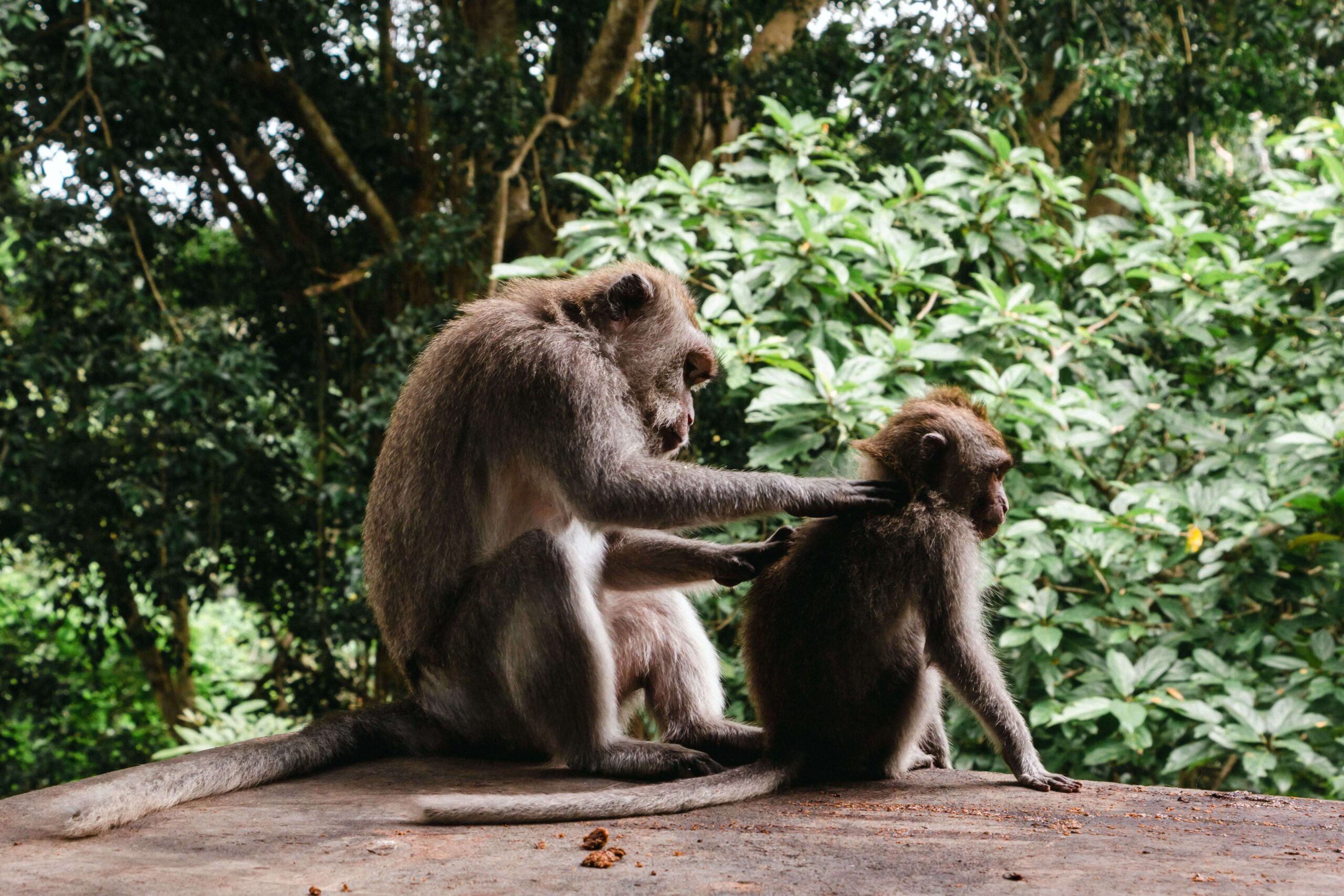 Monkey Forest Tour Ubud Bali